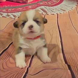 Red Collar - Sable male Pembroke Welsh Corgi puppy in Grass Valley, California from Triple M Ranch Corgi's