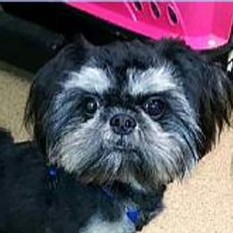 Obadiah - Shih Tzu