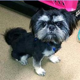 Obadiah - Shih Tzu