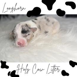 Longhorn - Blue merle and white male American Corgi puppy in Greenwood, Indiana from Witch Creek Corgis