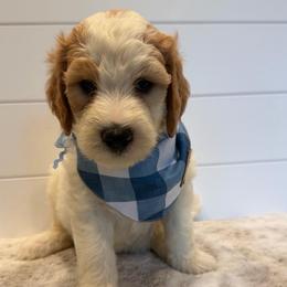 Blue Collar Boy - Parti male Goldendoodle puppy in San Augustine, Texas from Vintage Doodles