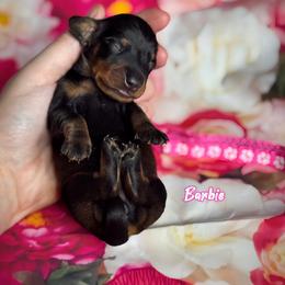 Dachshund Puppies from Royal Bloodline Canines