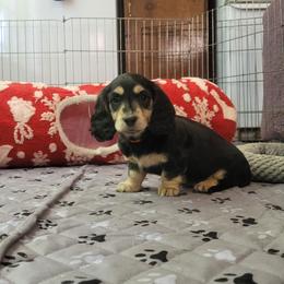 Nala - Black and cream female Dachshund puppy in Salinas, California from Maverick Kennels