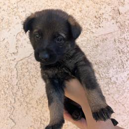 Purple Collar Female - Pascha - Sable female German Shepherd puppy in Adelanto, California from Würdighaus Kennels