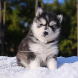 Felicity - Black and white female Pomsky puppy in Loxahatchee, Florida from Cardinal Point Pomskies