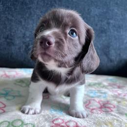 Aster - Piebald male Dachshund puppy in Ocala, Florida from Weenie Boops