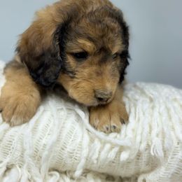 Bear - Cafe au lait male Double Doodle puppy in Lookout, California from Remington Kennels, LLC
