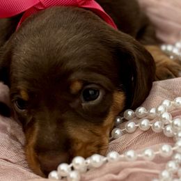 Dachshunds from Wolverweenies