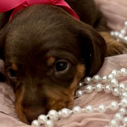 Dachshunds from Wolverweenies