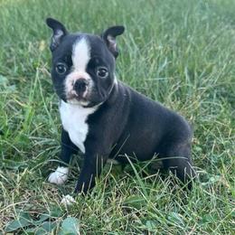 Wednesday - Black and white female Boston Terrier puppy in Fillmore, Illinois from Wind Hill Puppies