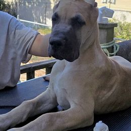 Powder Blue Collar - Fawn male Great Dane puppy in Staten Island, New York from Carmella Jichetti