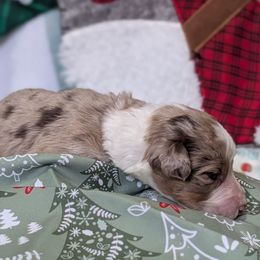 Pogo - Orange Collar boy - Brown merle male Aussiedoodle puppy in Mc Minnville, Tennessee from WilderAcre