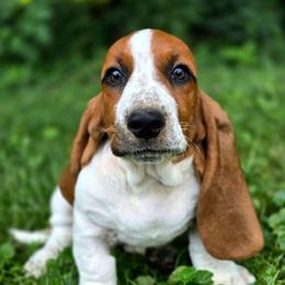 Lorehold - Mahogany and white male Basset Hound puppy in West Chester, Ohio from Bed-N-Bassets