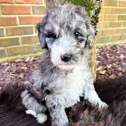 Lucky Charms - Blue merle male Aussiedoodle puppy in Corydon, Indiana from Ridgeline Doodles