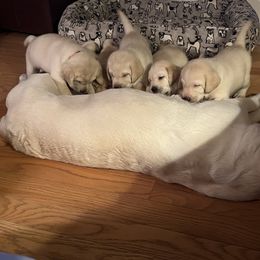 Labrador Retriever Puppies from Four Belles Labradors