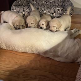 Labrador Retriever Puppies from Four Belles Labradors