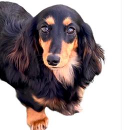 Boheme - Dachshund