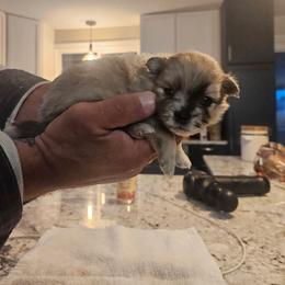 Lele - Black and brindle female Pomeranian puppy in Littleton, Colorado from Blaylock's Pomeranian Puppies
