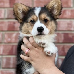 Laura💜- Full Fluffy - Black and tan Pembroke Welsh Corgi puppy in Kempner, Texas from Shining A Ranch