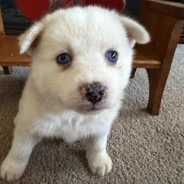 Melvin - White male Pomsky puppy in Amarillo, Texas from Pom Pom Pomskies