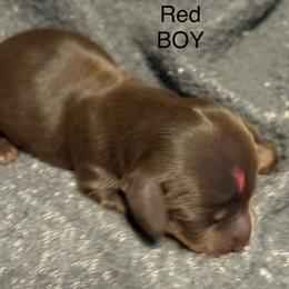 Boy Red - Chocolate and tan male Dachshund puppy in Smyrna, Tennessee from Southern Select Dachshunds