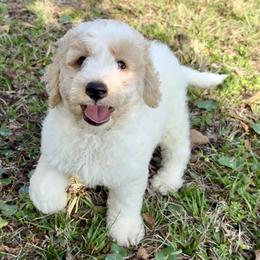 Milky Way - Parti male Goldendoodle puppy in Pensacola, Florida from Goldendoodles Love You in Pensacola Friend Edition