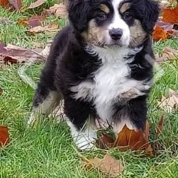 Miniature American Shepherd Puppies from Darling Aussies