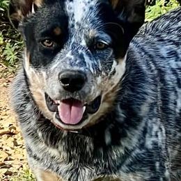 Bailey - Australian Cattle Dog