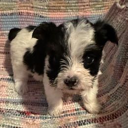 Sassy - Parti female Yorkshire Terrier puppy in Eden, Maryland from Canines  Unlimited