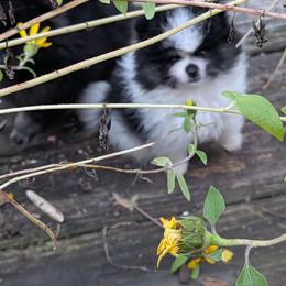 Buster - Black parti male Pomeranian puppy in Syracuse, New York from Precious Fancy Feet Pomeranians