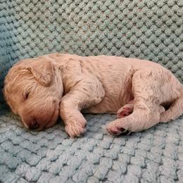 Tapioca - Cream male Poodle puppy in Clayton, Washington from Short Legs & Curly Wags LLC