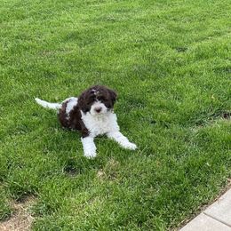 Goldendoodle Puppies from Two Ps in a Pod