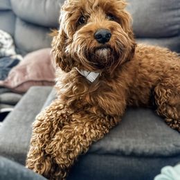 Koko - Cavapoo