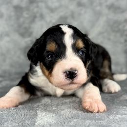 BTF1 - Black tri-color female Aussiedoodle puppy in Prague, Oklahoma from Classic K9’s  Aussies & Doodles