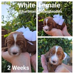 White - Red  female Goldendoodle puppy in Upland, California from Hartman Goldendoodles