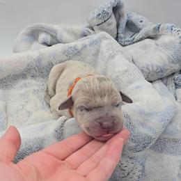 Mummy - Merle male Great Dane puppy in Caldwell, Idaho from Miner's Dynamic Danes