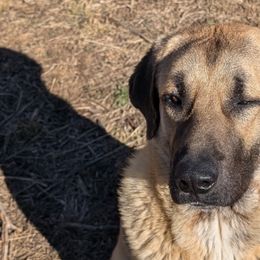 Anatolian Shepherd Dogs from Harris' Anatolian Livestock Guardian Dogs