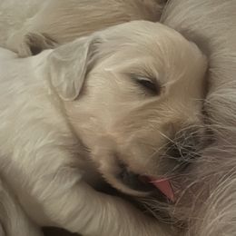 Golden Retriever Puppies from Kashmir’s Golden Retrievers