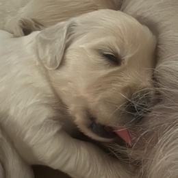 Golden Retriever Puppies from Kashmir’s Golden Retrievers
