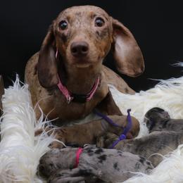 Belle - Dachshund