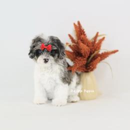 America (Red Collar Girl) - Merle female Cavapoo puppy in Republic, Missouri from Red Skye Puppies