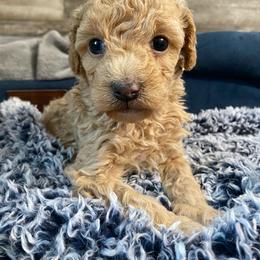 Pippy - Red  female Poodle puppy in Osseo, Michigan from Paws in the Country