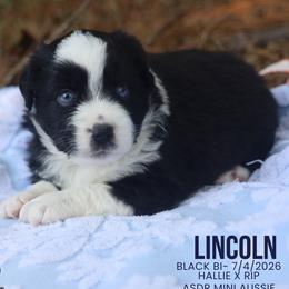 Lincoln - Black Bi - Black & white male Miniature Australian Shepherd puppy in Nacogdoches, Texas from TK Standard, Mini, & Toy Aussies