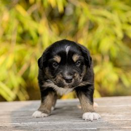 Ayla - Black tri female Miniature Australian Shepherd puppy in Avon, Montana from Sun Dog Mini Aussies