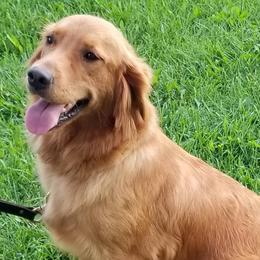 Golden Retrievers from Gracies Goldens
