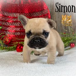 French Bulldog Puppies from Toy House Frenchies