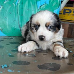 Skye - Blue merle female Toy Australian Shepherd puppy in Hawley, Texas from Foxy’s Dachshunds & Toy Aussies