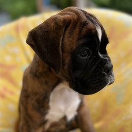 Boxer Puppies from Von Royal Dell’Infinite