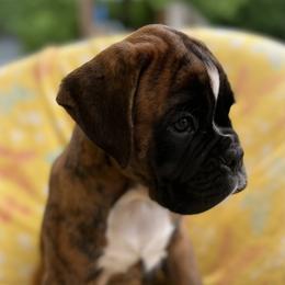 Boxer Puppies from Von Royal Dell’Infinite