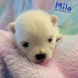 Milo - Cream male Pomeranian puppy in Bolivia, North Carolina from Red Wagon Pomeranians